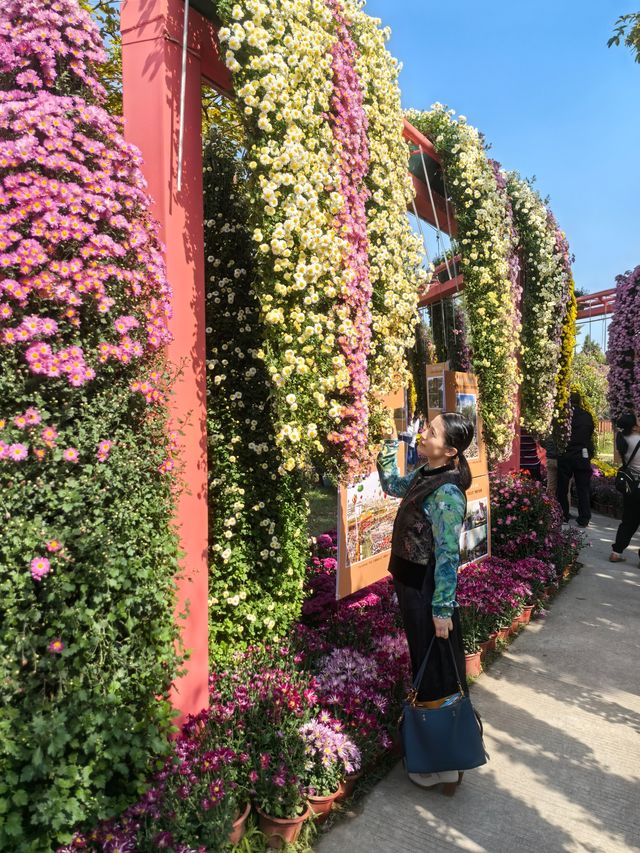 2024年小欖菊花會，賞菊品菊正當時