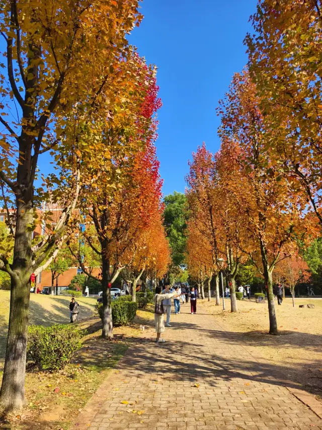 Maple Forest, Hunan Agricultural University