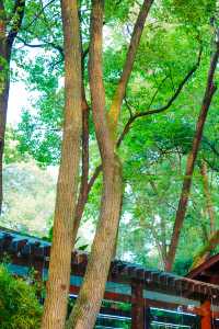 瀘州森系圖書館｜忠山公園 香樟書苑
