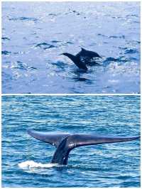 Sri Lanka Whale Shark Adventure