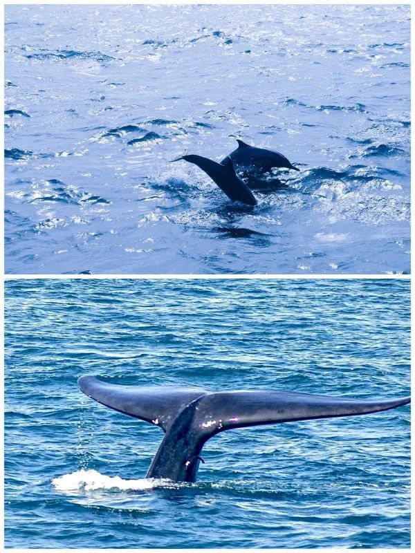 Sri Lanka Whale Shark Adventure