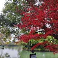 冬日不一樣的西溪湿地公園