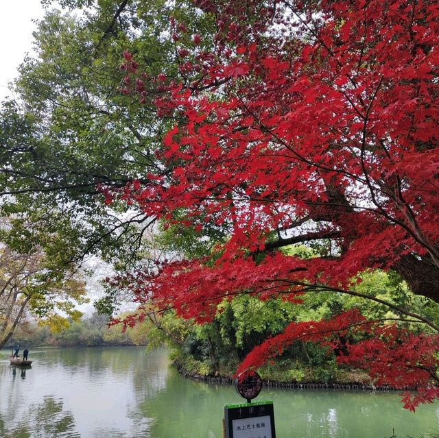 冬日不一樣的西溪湿地公園