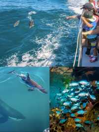 奧克蘭豪拉基灣海洋公園，與海豚共舞的夢幻之旅