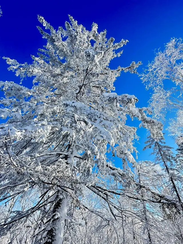 7-Day Harbin-Snow Town-Changbai Mountain Itinerary