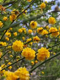Explore the Auckland Botanic Garden This Spring