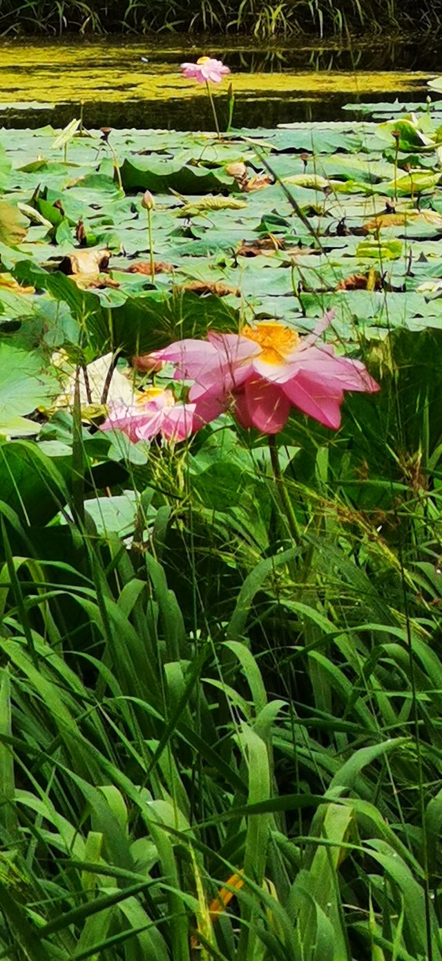 集安•蓮花公園