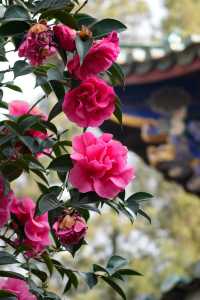 昆明盤龍寺