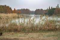綠色濕地青西郊野公園