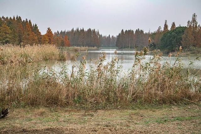 綠色濕地青西郊野公園