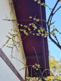 豐慶公園春已至，美好終將來臨！