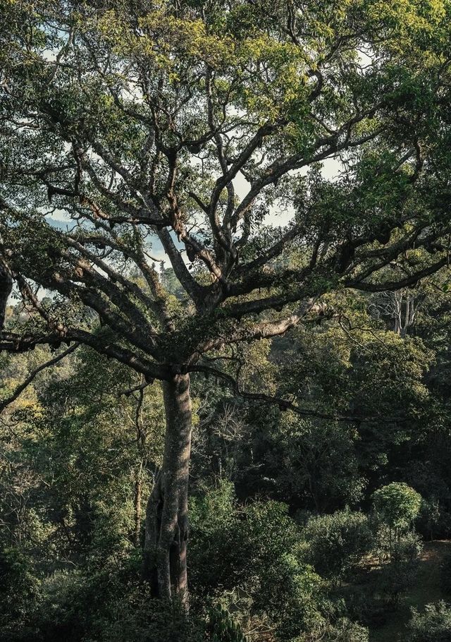 景邁山：雲霧間的茶香秘境 心靈的詩與遠方