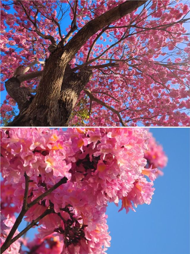 風兒告訴我，深圳的花兒開了