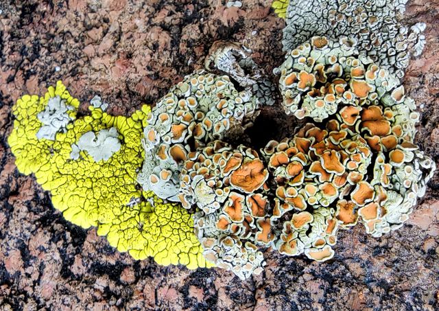 新疆塔城托里縣獨特的石花