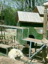 西寧野生動物園：一場熱血沸騰的動物奇遇之旅