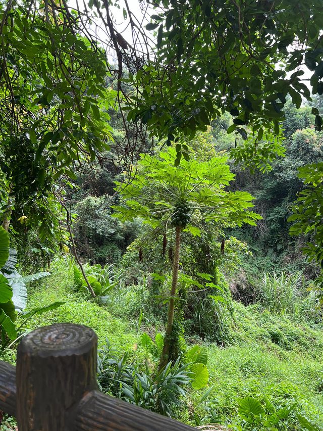 烏魯木齊-喀納斯探秘 邂逅古風神韻之旅