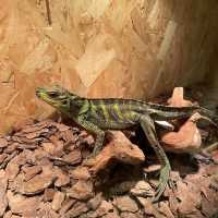 吉林遼源市田雨小鎮:田園詩畫中的夢幻樂園