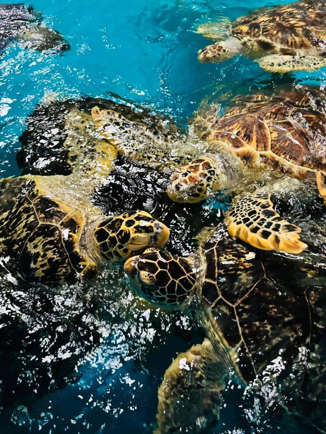 泉州歐樂堡海洋世界兩天一夜攻略