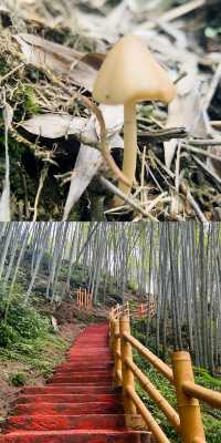 發現寶藏啦！僰王山，現實版「盜墓筆記」仙境！