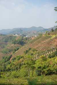 普洱茶，田園風光！