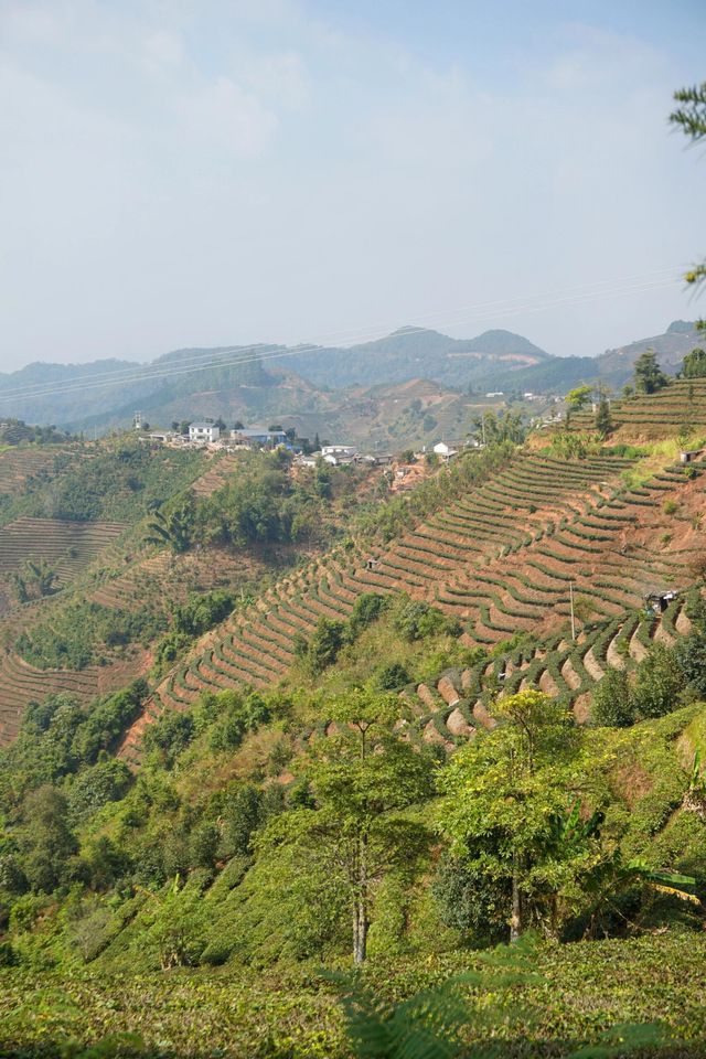 普洱茶，田園風光！