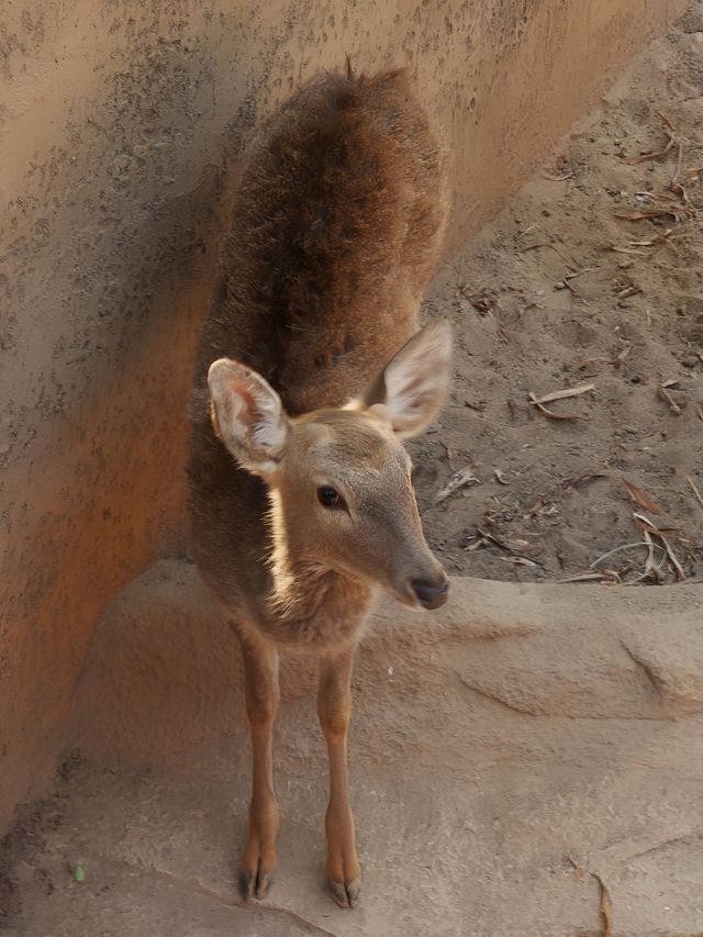 廣州動物園｜與萌寵近距離互動，開啟奇妙之旅