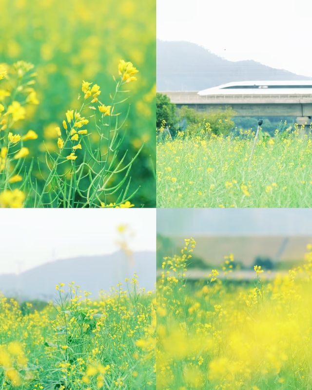 深圳春日賞花必去花海大集合，立即收藏！