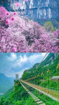 九皇山花溪辛夷花