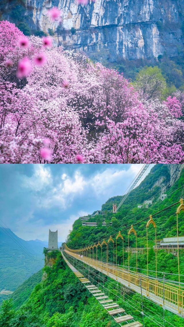 九皇山花溪辛夷花