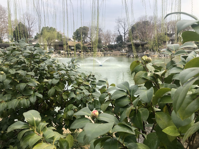 南京｜愚園的春天