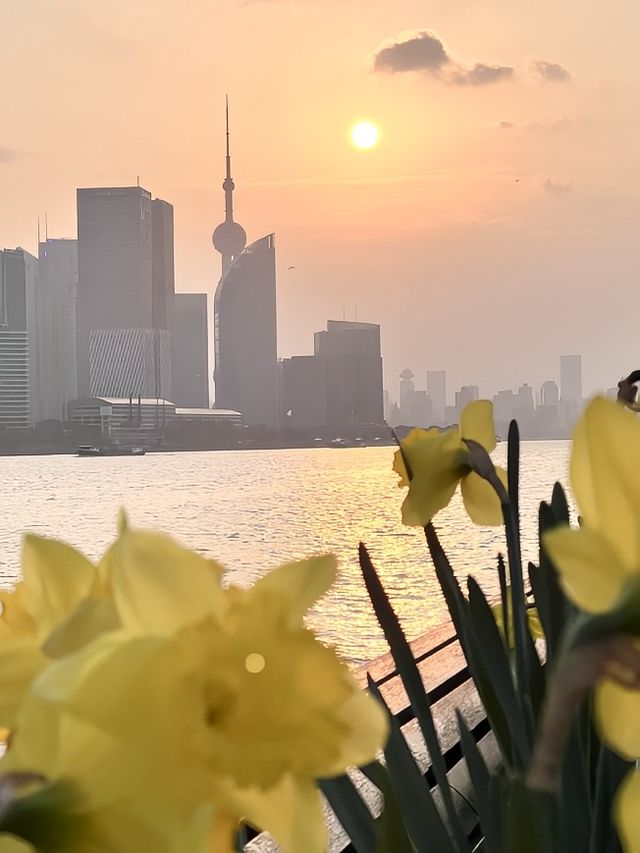 上海楊浦濱江附路線趁花期快來呀