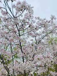 春日遛娃好去處 | 一站式玩轉陽澄湖