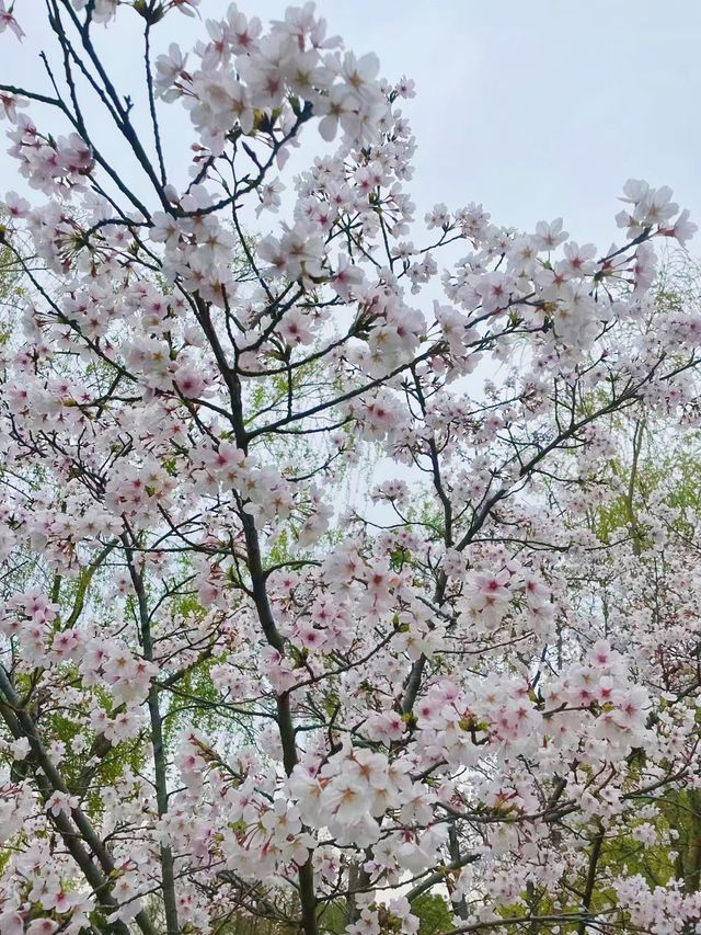 春日遛娃好去處 | 一站式玩轉陽澄湖