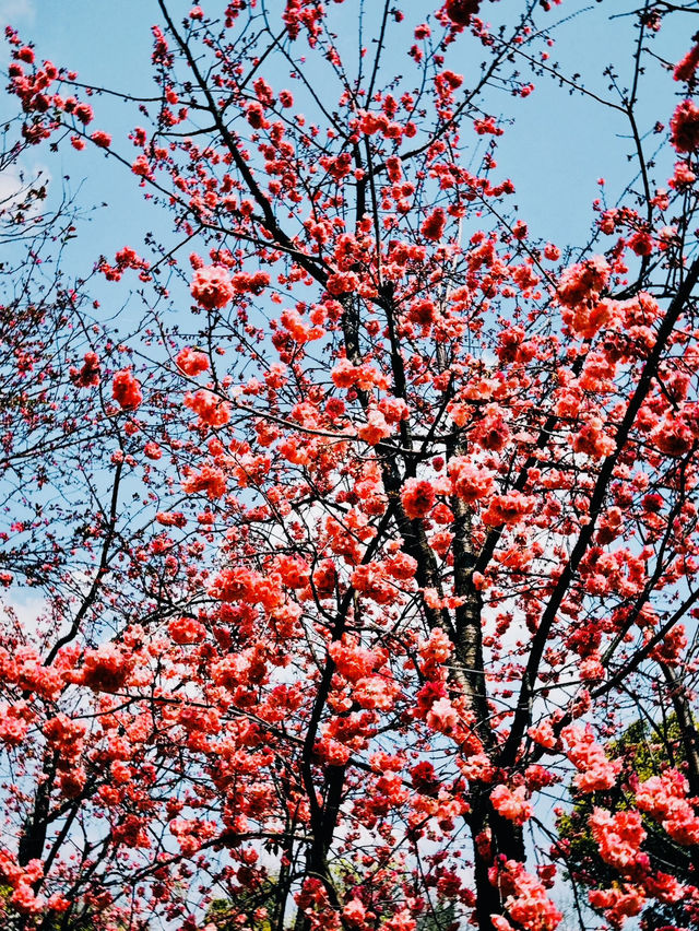 Yuantong Mountain Floral Fragrance 