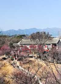 園博園春曉