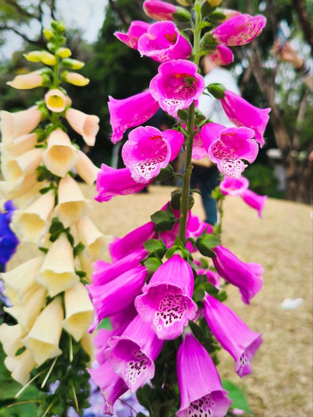 Le Monet de Jardin is back 💐😍🌼