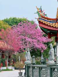 廈門春日賞花新去處！天竺岩寺紫花風鈴木