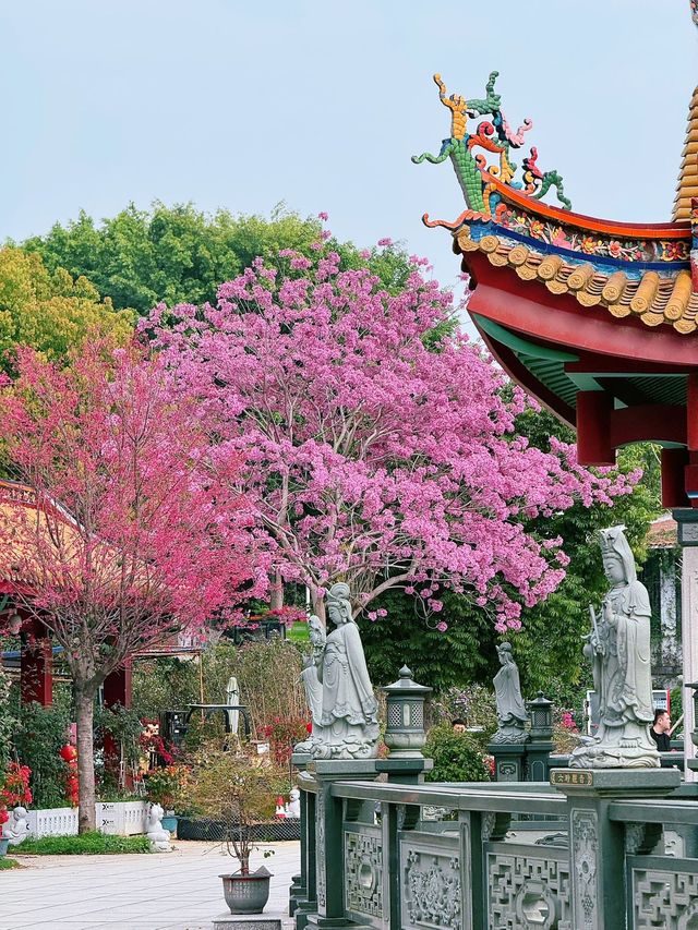廈門春日賞花新去處！天竺岩寺紫花風鈴木