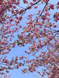 🌸期待！貴陽即將迎來浪漫櫻花季