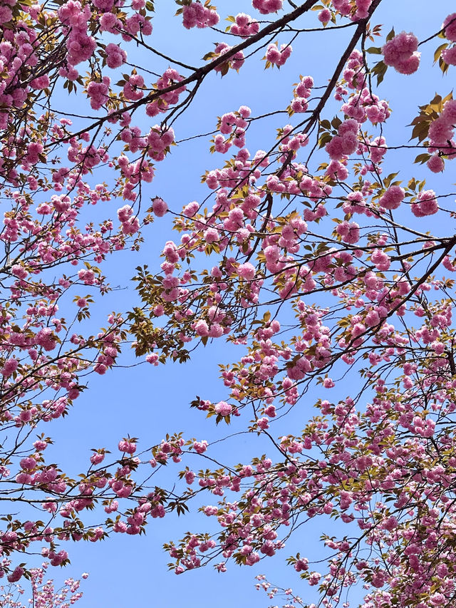 🌸期待！貴陽即將迎來浪漫櫻花季