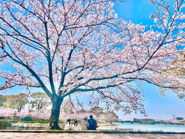 🇯🇵福岡小眾賞櫻地，邂逅漫畫般的櫻花盛景