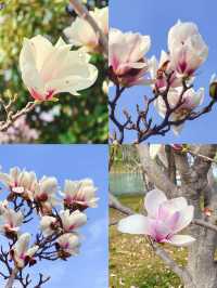 交換春天·魔都隱藏莫奈花園被我找到了