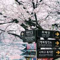釜山櫻花季來襲🌸 超詳細賞櫻地圖