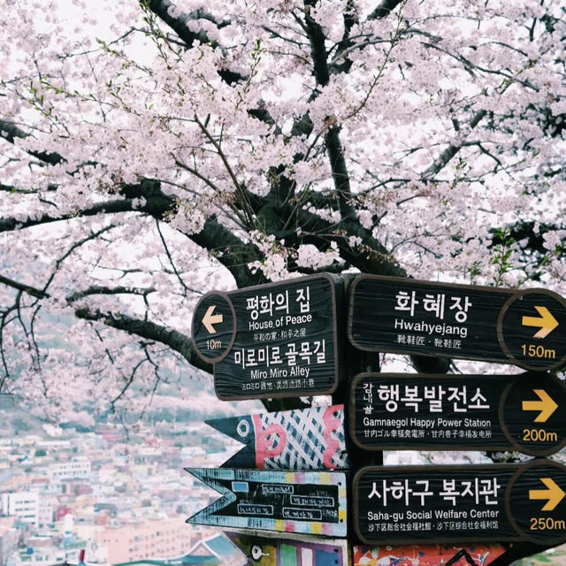 釜山櫻花季來襲🌸 超詳細賞櫻地圖