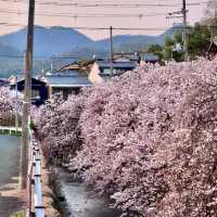 日本京都私藏賞櫻秘境｜空氣都瀰漫著浪漫櫻花香🌸
