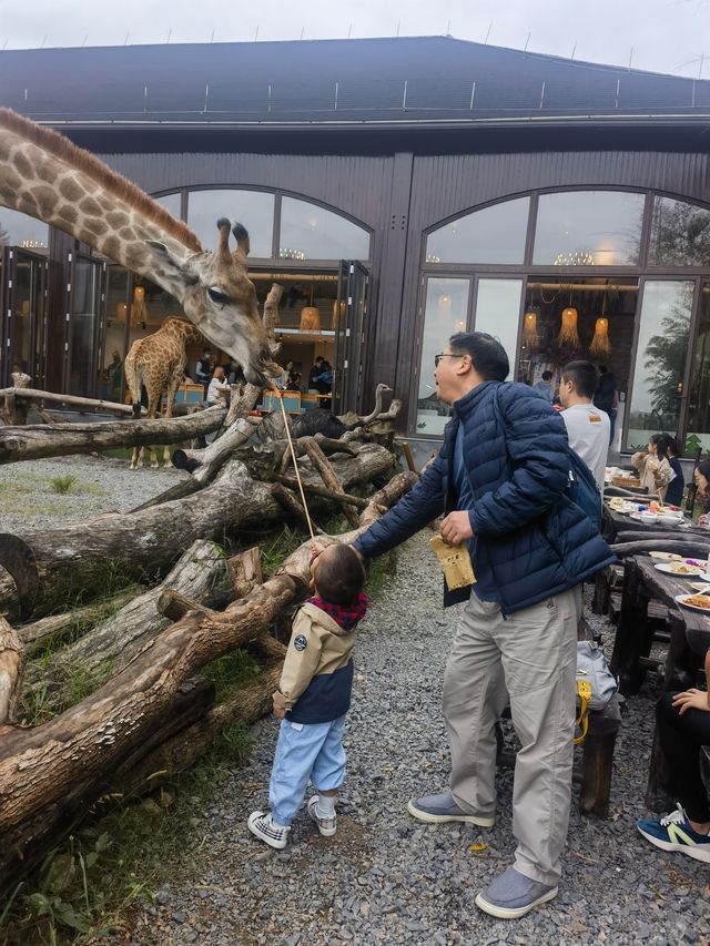 湖州長頸鹿莊園：和寶貝共赴一場長頸鹿早餐奇遇