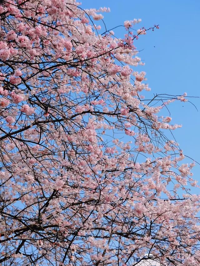 各位，望月公園嘅櫻花唔等人喇！宜家就出發啦！