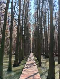 江蘇旅行 | 李中水上森林公園旅遊攻略