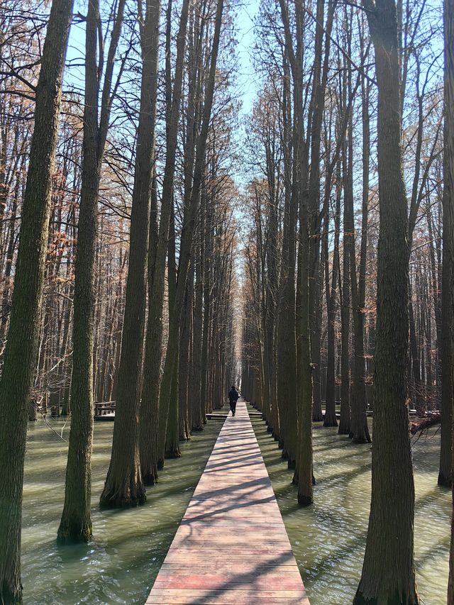 江蘇旅行 | 李中水上森林公園旅遊攻略