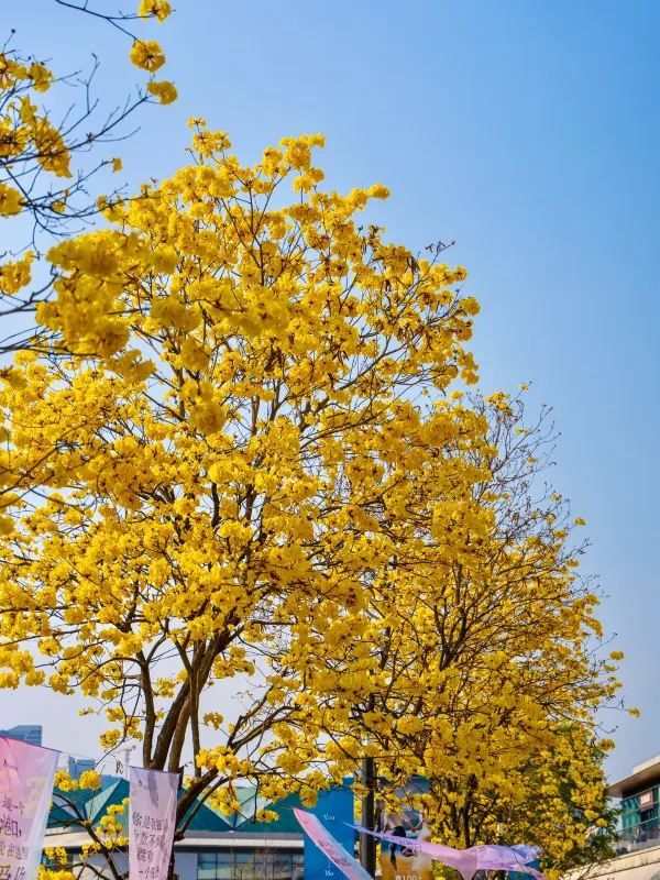 深圳春天！就是一個巨大的莫奈花園💐附路線！